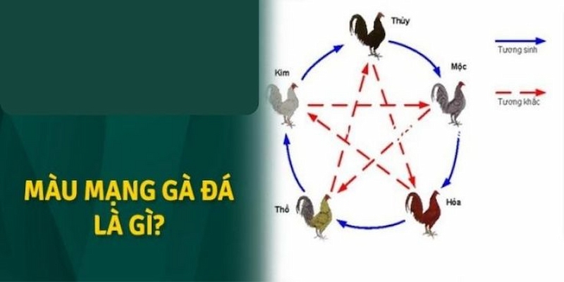 Mầu mạng đá gà tuân theo nguyên tắc ngũ hành